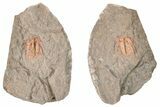 Colorful Kettneraspsis Trilobite With Pos/Neg - Timrzit , Morocco #270566-2